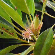 Upriver orange mangrove (Bruguiera sexangula)