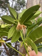 Upriver orange mangrove (Bruguiera sexangula)