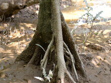 Upriver orange mangrove (Bruguiera sexangula)