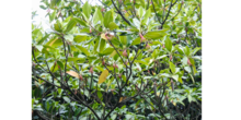 Upriver orange mangrove (Bruguiera sexangula)