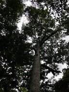 Utu fruit (Parartocarpus venenosa)