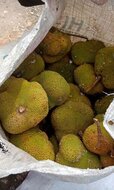 Utu fruit (Parartocarpus venenosa)
