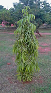 Indian Mast Tree (Monoon longifolia)