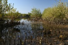 Grey mangrove (Avicennia marina)