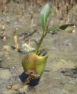 Grey mangrove (Avicennia marina)