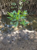 Tall-stilt mangrove (Rhizophora apiculata)