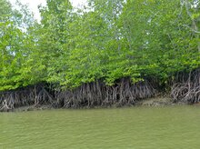 Tall-stilt mangrove (Rhizophora apiculata)