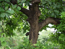 Marking nut (Semecarpus anacardium)