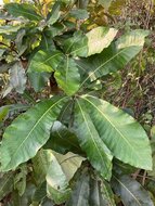 Marking nut (Semecarpus anacardium)