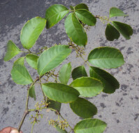 Indian Chestnut Vine (Tetrastigma leucostaphylum)