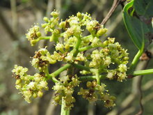 Indian Chestnut Vine (Tetrastigma leucostaphylum)