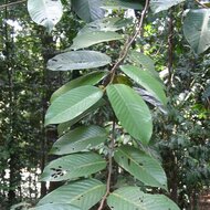 Light red meranti (Rubroshorea leprosula)