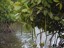 Asiatic mangrove (Rhizophora mucronata)