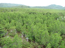 Asiatic mangrove (Rhizophora mucronata)
