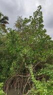 Asiatic mangrove (Rhizophora mucronata)