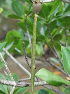 Asiatic mangrove (Rhizophora mucronata)
