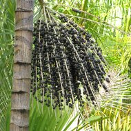 A&ccedil;ai palm (Euterpe oleracea)