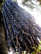 A&ccedil;ai palm (Euterpe oleracea)