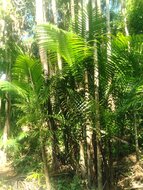 A&ccedil;ai palm (Euterpe oleracea)
