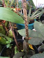 Aroid (Amorphophallus manta)