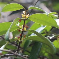 Borneo rubber (Willughbeia coriacea)