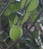 Borneo rubber (Willughbeia coriacea)