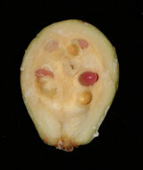 Borneo rubber (Willughbeia coriacea)