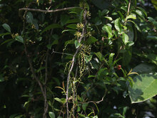 Borneo rubber (Willughbeia coriacea)