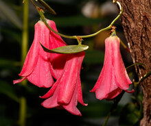 Chilean bellflower (Lapageria rosea)