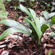 Pinang tanah palm (Pinanga subterranea)