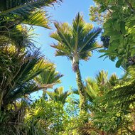Nikau (Rhopalostylis sapida)