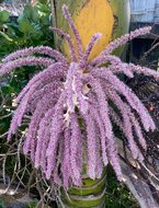 Nikau (Rhopalostylis sapida)
