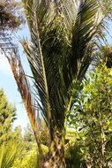 Nikau (Rhopalostylis sapida)
