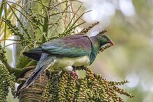 Nikau (Rhopalostylis sapida)