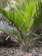 Nikau (Rhopalostylis sapida)