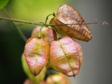 Golden-rain tree (Koelreuteria paniculata)