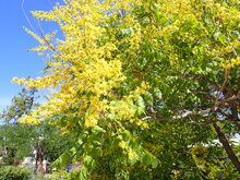 Golden-rain tree (Koelreuteria paniculata)