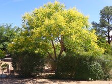 Golden-rain tree (Koelreuteria paniculata)