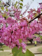 Judas tree (Cercis siliquastrum)