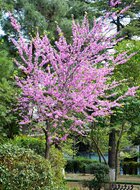 Judas tree (Cercis siliquastrum)