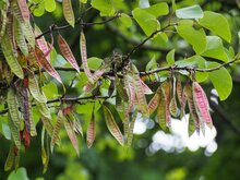 Judas tree (Cercis siliquastrum)