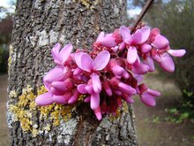 Judas tree (Cercis siliquastrum)