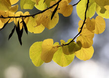 Judas tree (Cercis siliquastrum)
