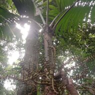 Celebes palm (Pinanga celebica)