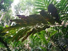 Red ginger lily (Etlingera coccinea)
