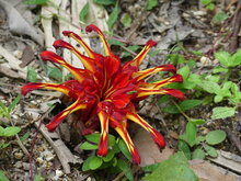 Red ginger lily (Etlingera coccinea)