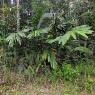 Red ginger lily (Etlingera coccinea)