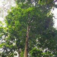 Asam kambang mango (Mangifera quadrifida)