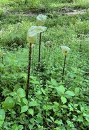 Aroid (Amorphophallus yunnanensis)