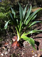 Sea onion (Drimia maritima)